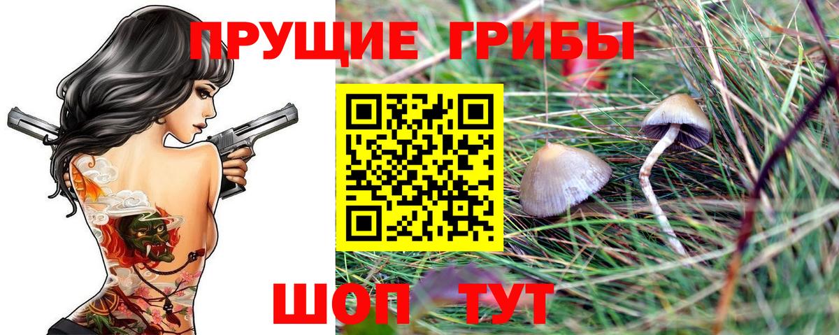 Волжский  Галлюциногенные грибы Cubensis  Вход с VPN  Галлюциногенные грибы Cubensis 